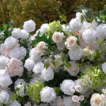 2025 New 5D Fabric Artificial rolling up curtain flower wall - Image 2