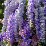 Dora£ºWedding Party Background Floral Arch Decoration - Image 6