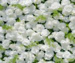 Forest£º5D Fabric Artificial rolling up curtain flower wall - Image 5