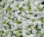 Forest£º5D Fabric Artificial rolling up curtain flower wall - Image 7