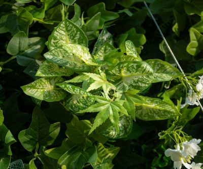 2025 New 5D Fabric Artificial rolling up curtain flower wall - Image 5