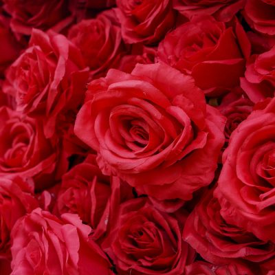 2025 New 4D Fabric Artificial rolling up curtain flower wall - Image 3