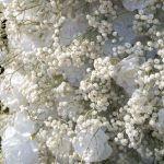 Baby Breath£º3D Fabric Artificial rolling up curtain flower wall - Image 3