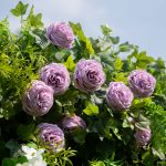 Brett£º5D Fabric Artificial rolling up curtain flower wall - Image 2