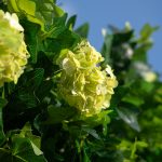 Candor£º5D Fabric Artificial rolling up curtain flower wall - Image 5