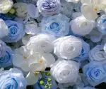 Carlos£º5D Fabric Artificial rolling up curtain flower wall - Image 2
