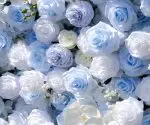 Carlos£º5D Fabric Artificial rolling up curtain flower wall - Image 3
