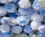 Carlos£º5D Fabric Artificial rolling up curtain flower wall - Image 4