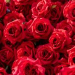Destiny£º3D Fabric Artificial rolling up curtain flower wall - Image 4