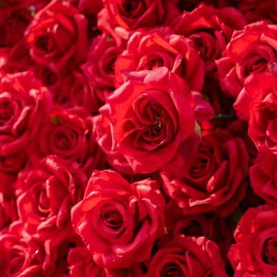 2025 New 3D Fabric Artificial rolling up curtain flower wall - Image 5