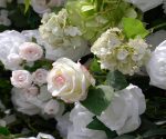 Evie£º5D Fabric Artificial rolling up curtain flower wall - Image 4