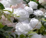 Evie£º5D Fabric Artificial rolling up curtain flower wall - Image 5