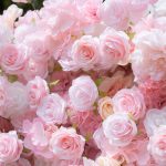 Kissing£º5D Fabric Artificial rolling up curtain flower wall - Image 6