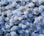 Manci£º5D Fabric Artificial rolling up curtain flower wall - Image 2