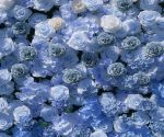 Manci£º5D Fabric Artificial rolling up curtain flower wall - Image 6
