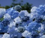 Manci£º5D Fabric Artificial rolling up curtain flower wall - Image 5