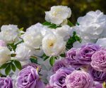Nari£º5D Fabric Artificial rolling up curtain flower wall - Image 4
