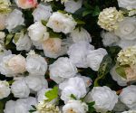 Peonies£º5D Fabric Artificial rolling up curtain flower wall - Image 5