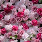 Rosalie£º3D Fabric Artificial rolling up curtain flower wall - Image 7